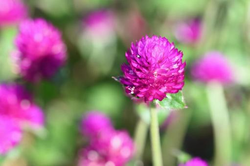 近所の庭に咲いた千日紅の花 近所の庭に咲いた千日紅の花の写真