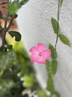 花　ジャイアントローズの写真