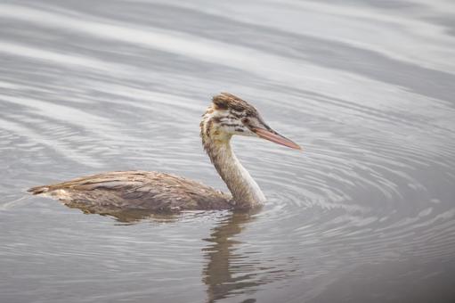 カンムリカイツブリの若鳥(29) カンムリカイツブリの若鳥(29)の写真
