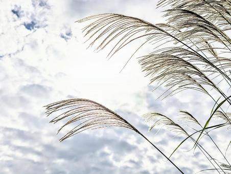 秋の西日に輝くすすき 秋の西日に輝くすすき すすき,植物,秋の写真素材