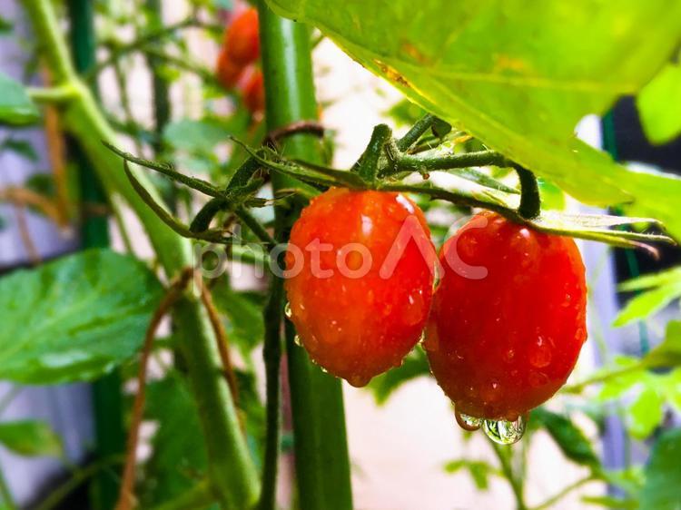 夏野菜ミニトマトの栽培 トマト,ミニトマト,栽培の写真素材