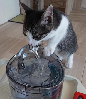 お水、ペロペロ 家,はちわれ,動物の写真素材