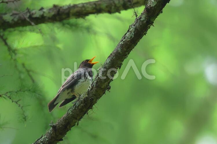 高原の森の囀るクロツグミ クロツグミ,夏鳥,高原の森の写真素材