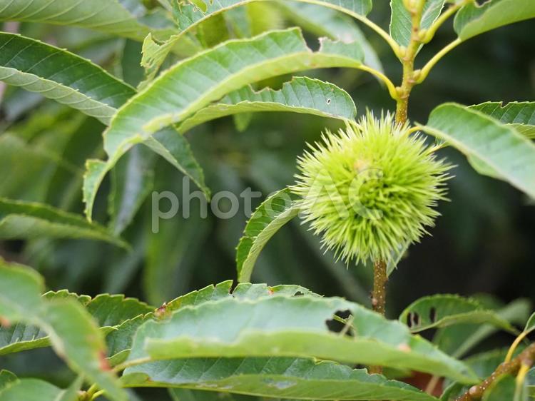 痛そうな栗の毬 栗,イガグリ,植物の写真素材