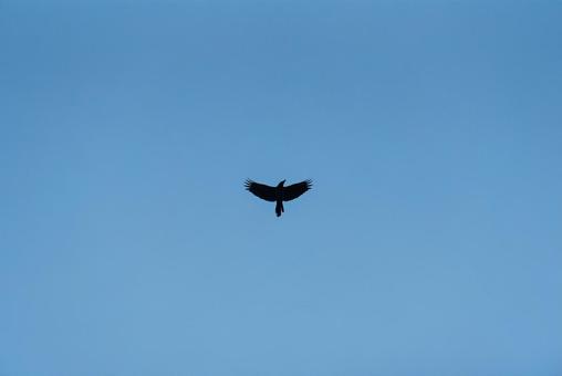 大空を優雅に舞うカラス カラス,crow,野鳥の写真素材
