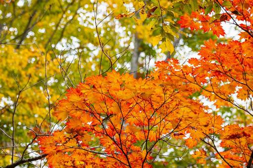カエデの紅葉⑶ 秋,葉,カエデの写真素材