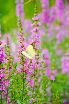 Lythrum salicaria and Colias moth⑿, JPG