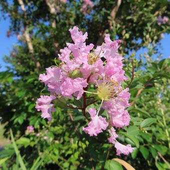 サルスベリ サルスベリ サルスベリ,花,花びらの写真素材