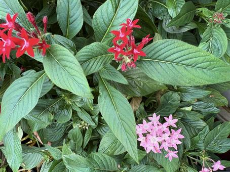 ピンクと赤のペンタスの花の写真