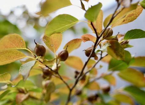 ヒメシャラの写真