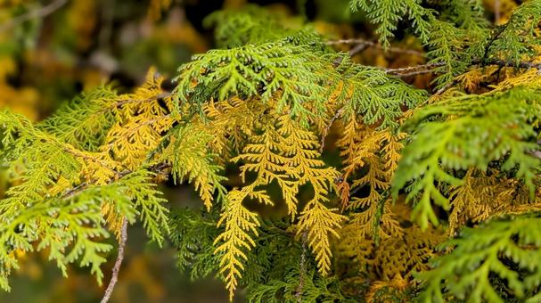 紅葉 緑から黄色への移り変わり途中 木,紅葉,秋の写真素材