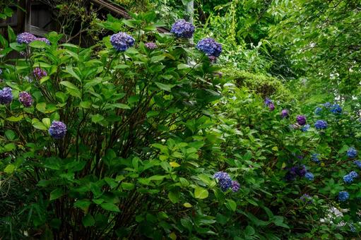 Hydrangea(101), JPG Hydrangea(101), JPG