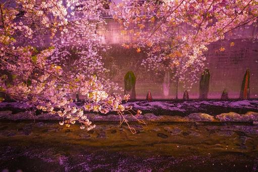 Cherry blossoms and dusk along the Kanda River, JPG