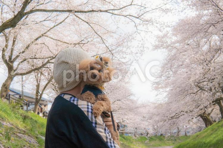 桜の中男性と散歩するトイプードル トイプードル,春,桜の写真素材