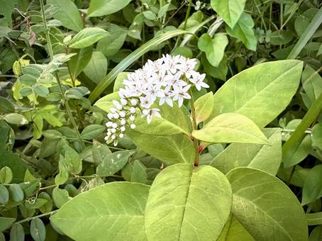 虎の尾 08 虎の尾 08 丘虎の尾,オカトラノオ,花の写真素材