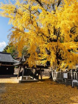 旧郷社・六條八幡宮の大銀杏 兵庫県,神戸市,北区の写真素材