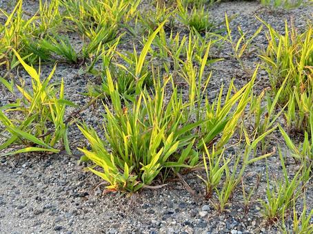 雑草 雑草の写真