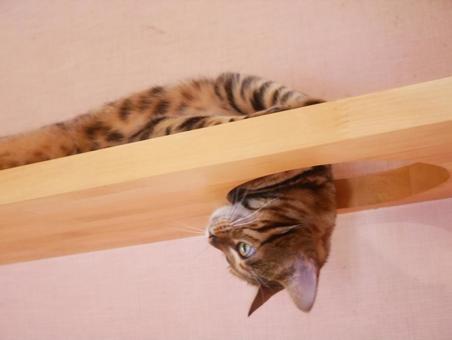 ベンガル ベンガルの写真