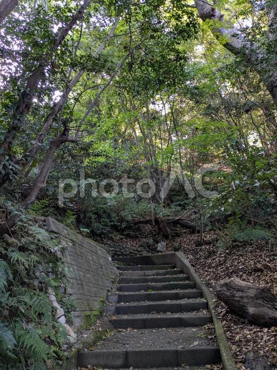 林道（階段） 林,自然,森の写真素材