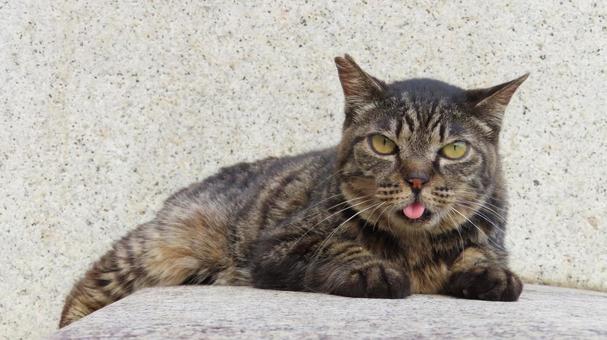 A playful cat enjoying the cool evening breeze while looking straight at the camera, JPG