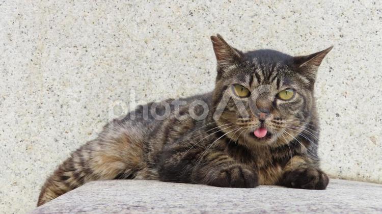 カメラ目線で夕涼みしているお茶目な猫様 猫,キジトラ,寝そべるの写真素材