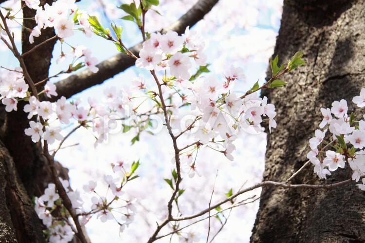 桜の木 桜,春,花の写真素材