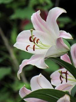 ユリe ユリe ユリ,百合,花の写真素材