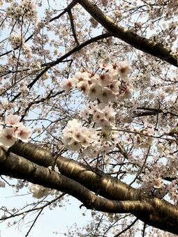 桜01 桜01の写真