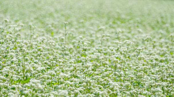 蕎麦の花が揺れる広大な畑 蕎麦の花が揺れる広大な畑 蕎麦,花,白の写真素材