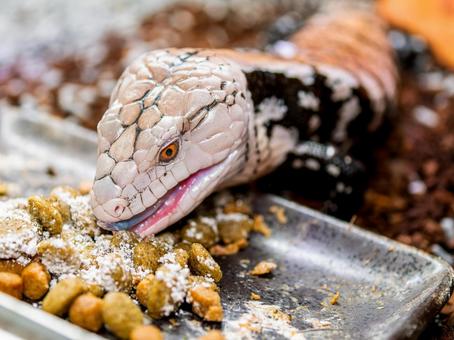 アオジタトカゲのアップの写真