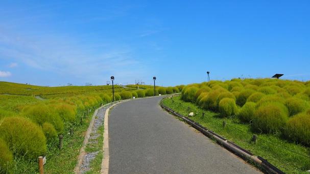 ひたち海浜公園・色づき始めたコキア&小径 ひたち海浜公園・色づき始めたコキア&小径 初秋,国営ひたち海浜公園,色づくの写真素材