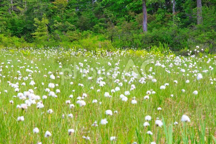 ワタスゲ群生（駒止湿原） ワタスゲ,花,穂の写真素材