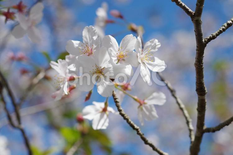 青空とさくら ピンク,桜,さくらの写真素材