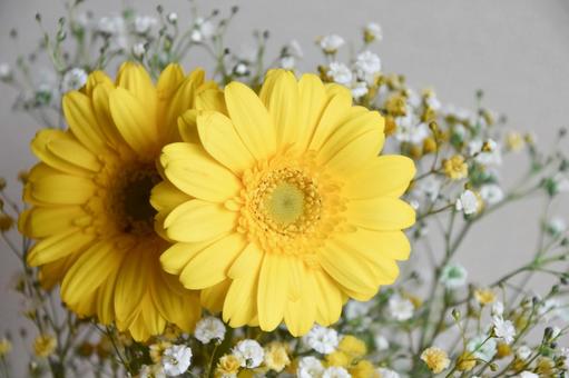 ガーベラとかすみ草 ガーベラ,黄色,かすみ草の写真素材