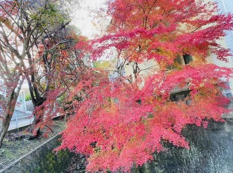 もみじ もみじの写真