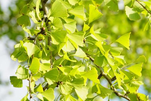イチョウの葉 イチョウ,葉,黄葉の写真素材