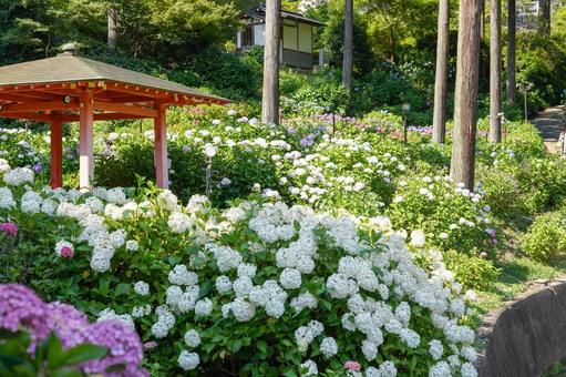 Hydrangea, JPG