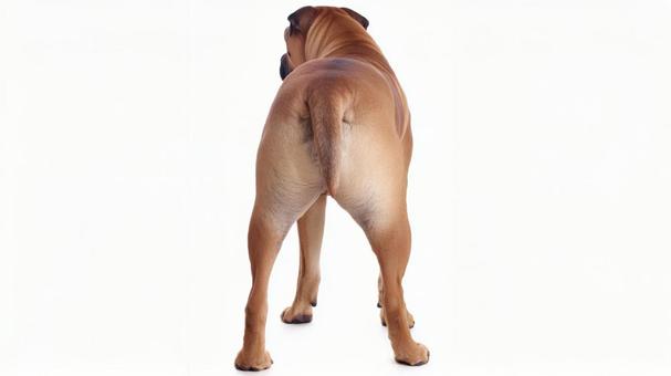 土佐犬7 土佐犬7の写真