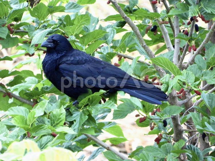 木の実を狙うカラス 鳥,野鳥,カラスの写真素材