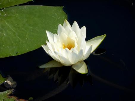 公園の池で開花した白いスイレンの写真