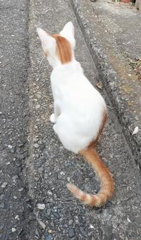 白茶猫の後ろ姿 白茶猫の後ろ姿の写真