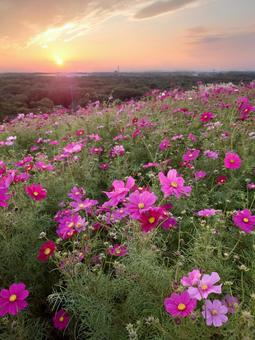コスモス コスモス コスモス,秋桜,秋空の写真素材