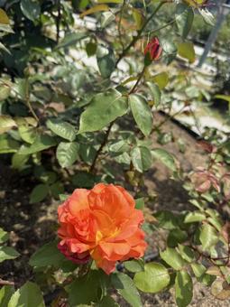 オレンジ色の春に咲く薔薇 オレンジ色の春に咲く薔薇の写真