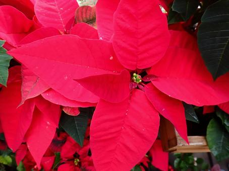 花 ポインセチア,赤,クリスマスの写真素材