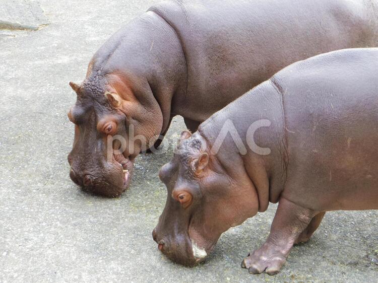 2頭のカバ1（熊本県熊本市） カバ,動物,動物園の写真素材