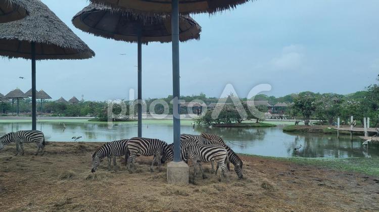 サファリパーク　シマウマ シマウマ,動物,生き物の写真素材