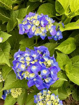 あじさいの写真