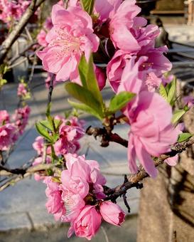 桃 桃,桃の花,桃色の写真素材