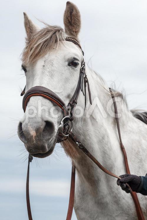 手綱を握られる白馬 馬,馬の顔,アップの写真素材