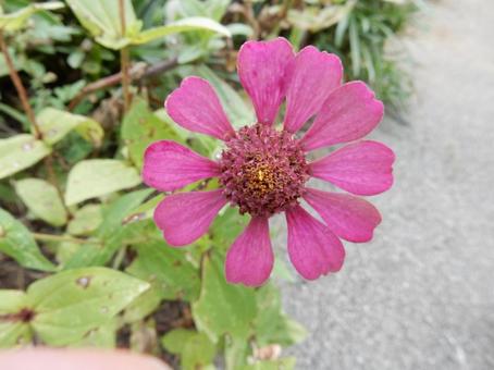 【花の写真】 ヒャクニチソウ（百日草）の写真